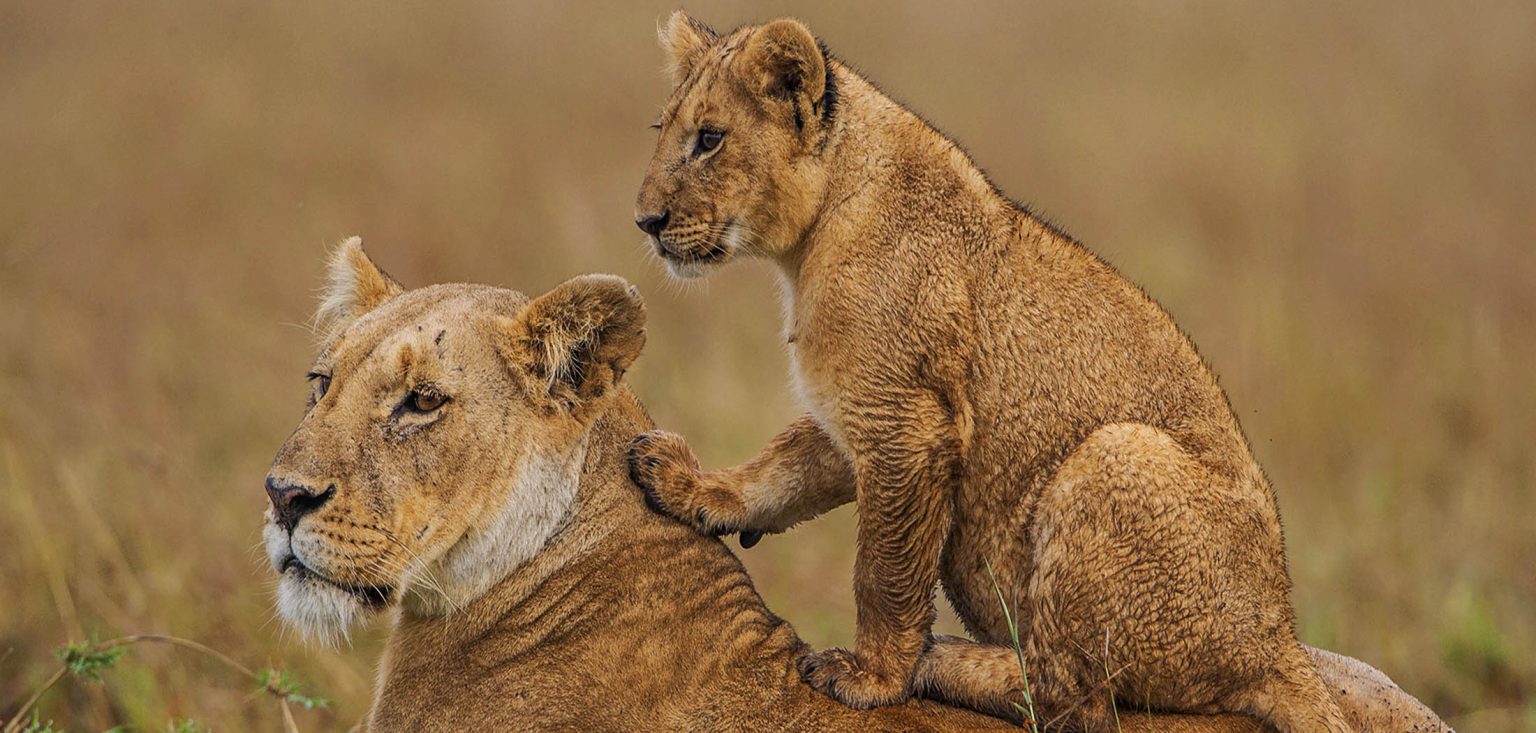 Image Slider No: 4 5 Days Tanzania Lodge Safari: Tarangire, Serengeti, and Ngorongoro