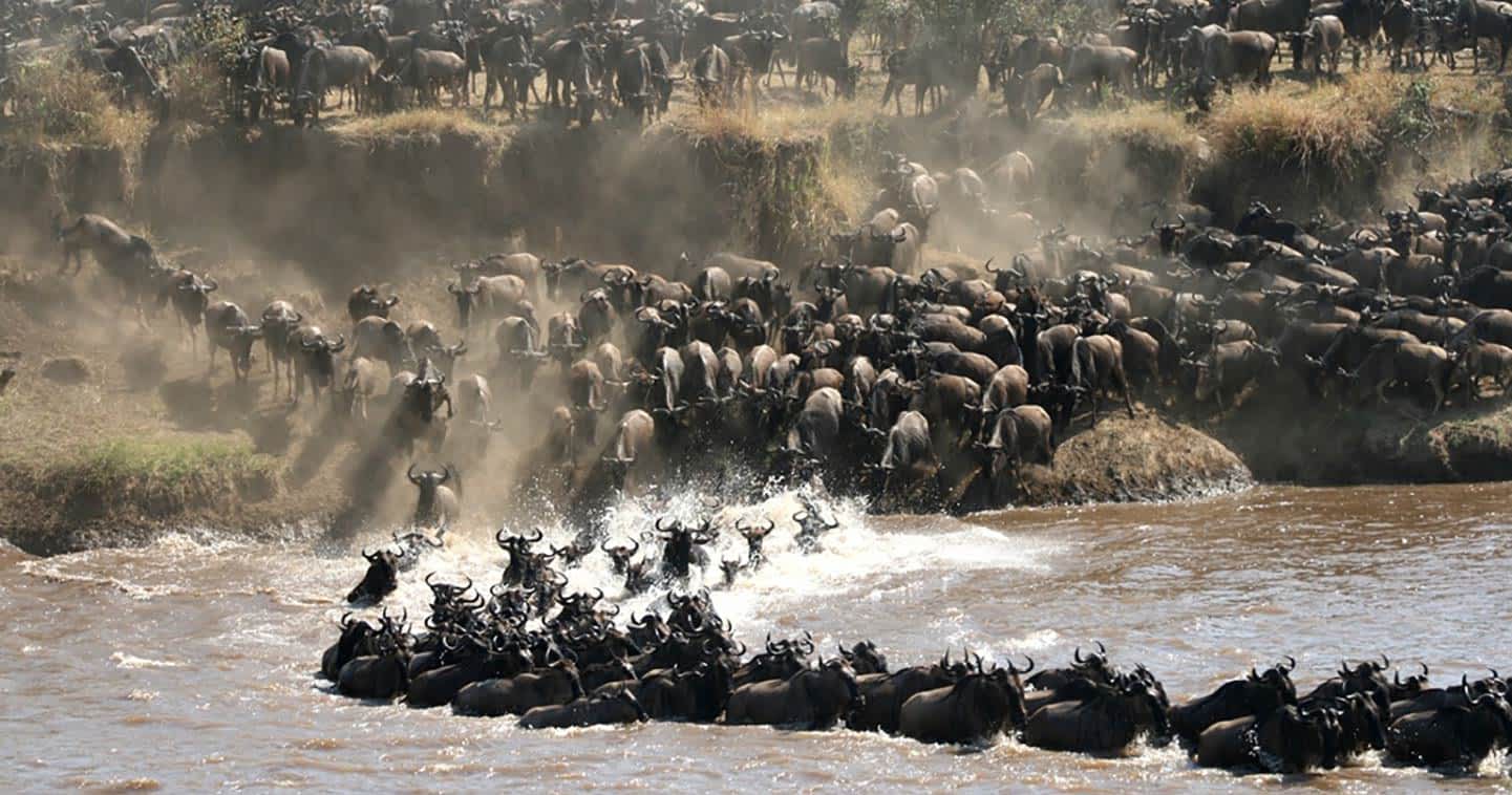 SlideShow Image number: 5 Travel Tips - Best Time to Visit Serengeti for the Great Migration
