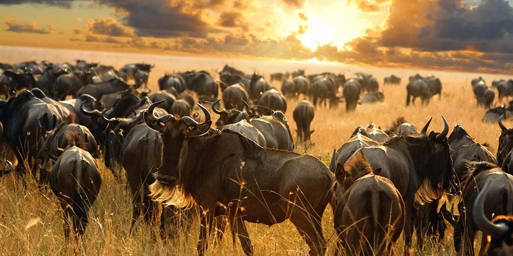 SlideShow Image number: 2 Travel Tips - Best Time to Visit Serengeti for the Great Migration