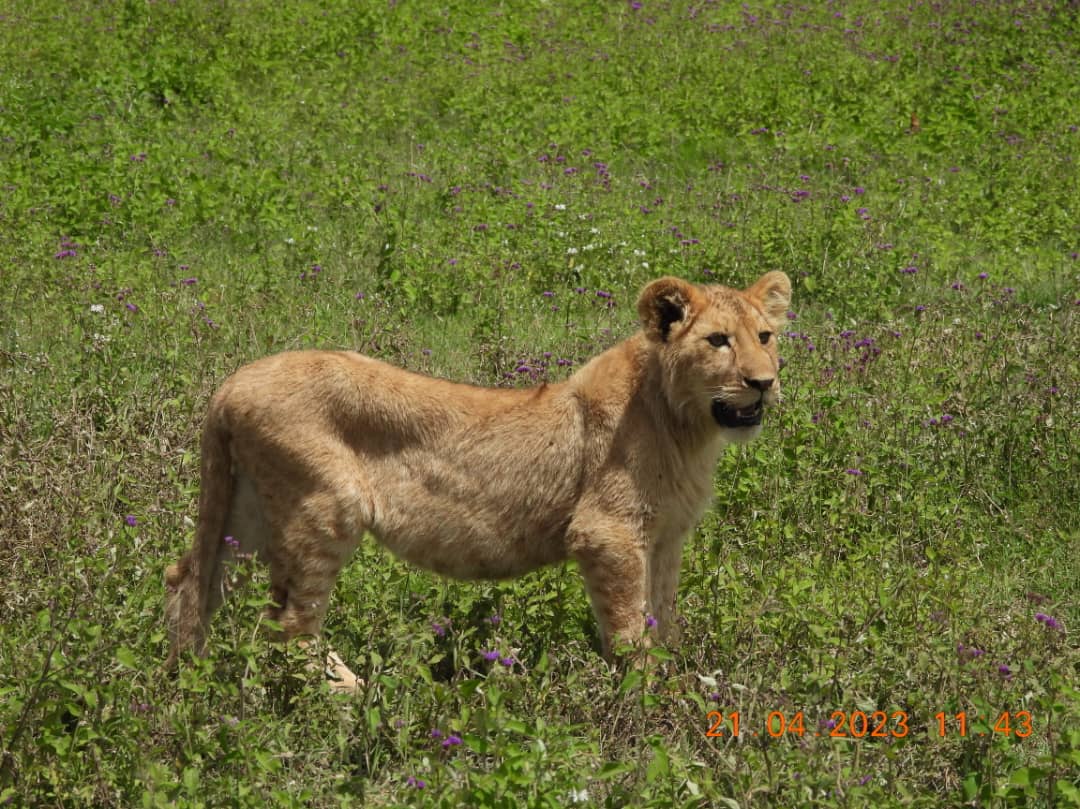 Image Slider No: 7 5-Day Luxury Fly-In Tanzania Safari – Serengeti & Ngorongoro Crater