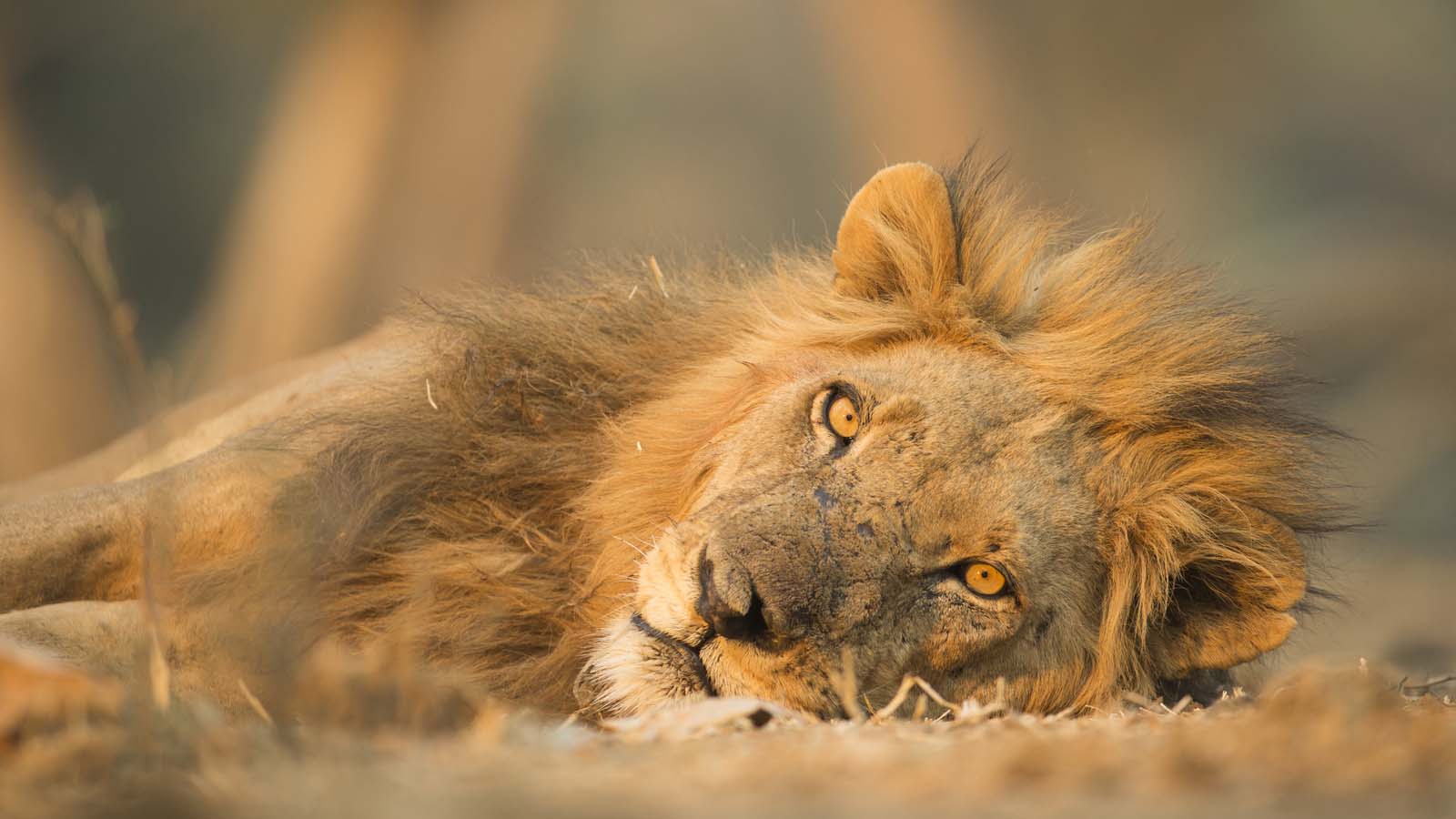 Image Slider No: 1 5 Days Tanzania Lodge Safari: Tarangire, Serengeti, and Ngorongoro