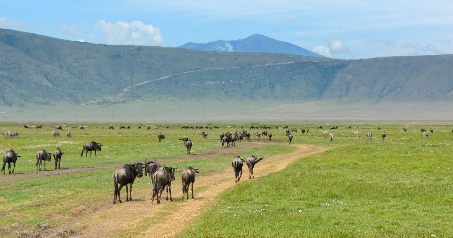 Image Slider No: 2 5 Days Tanzania Lodge Safari: Tarangire, Serengeti, and Ngorongoro
