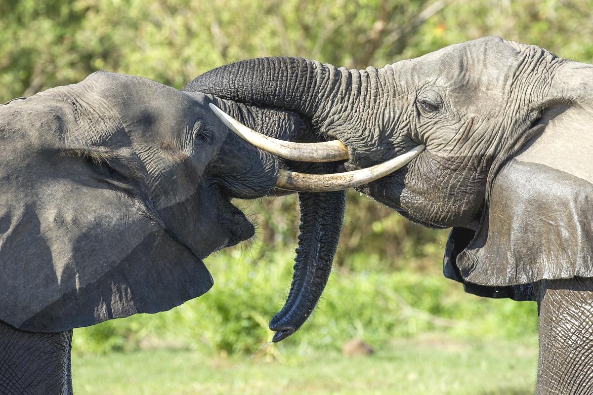 SlideShow Image number: 2 Travel Tips - 10 Mistakes First-Time Tanzania Safari Travelers Make (And How to Avoid Them)