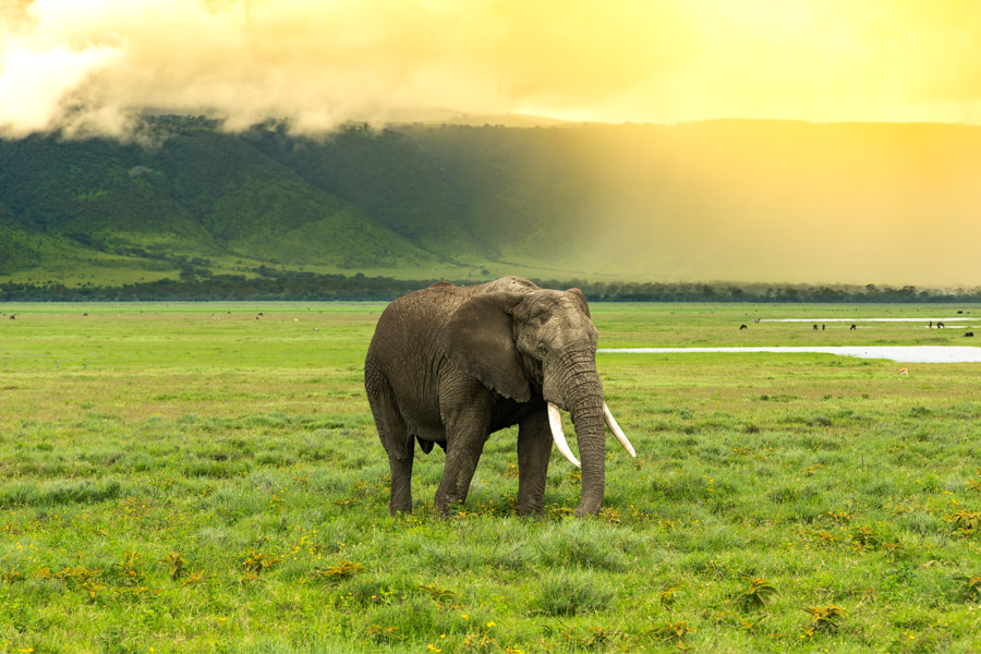 Image Slider No: 1 5 Days Tanzania Lodge Safari: Tarangire, Serengeti, and Ngorongoro