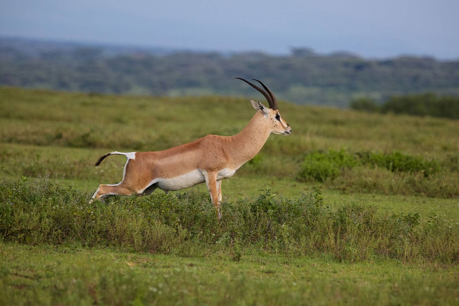 Image Slider No: 5 6-Day Budget Camping Safari in Tanzania – Tarangire, Serengeti & Ngorongoro