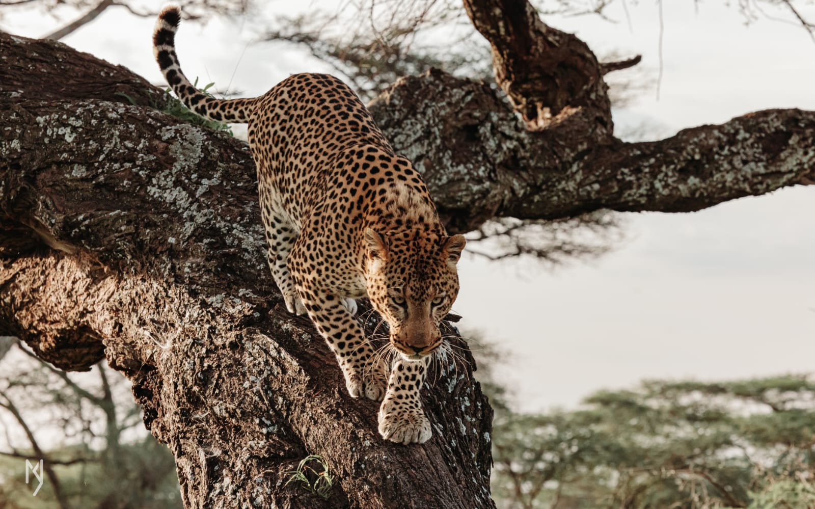 SlideShow Image number: 1 Tanzania Safari - Why Should You Go for a Tanzania Safari? – 6 Reasons to Choose a Tanzania Safari Package