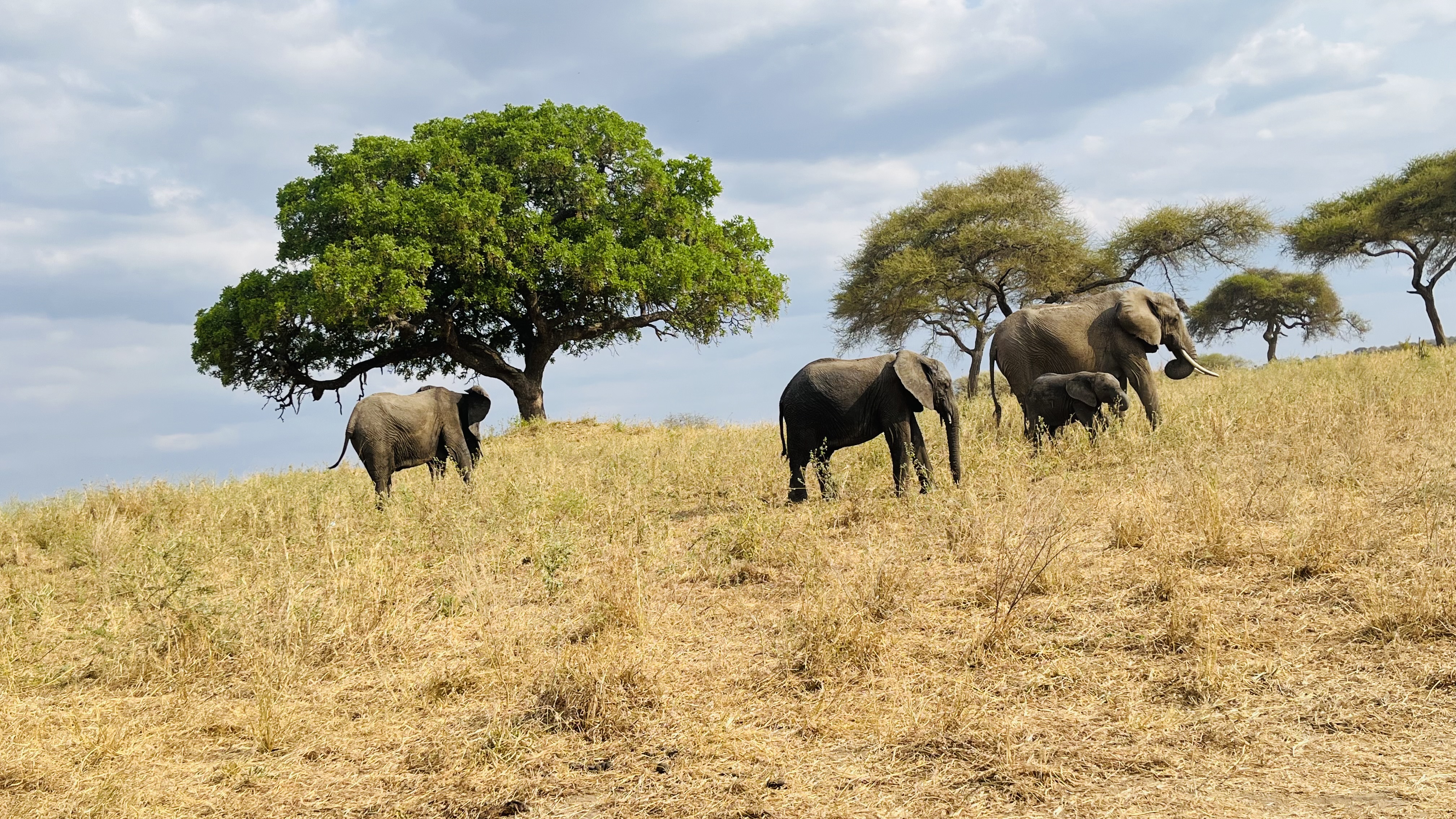 Image Slider No: 6 6-Day Budget Camping Safari in Tanzania - Tarangire, Serengeti & Ngorongoro