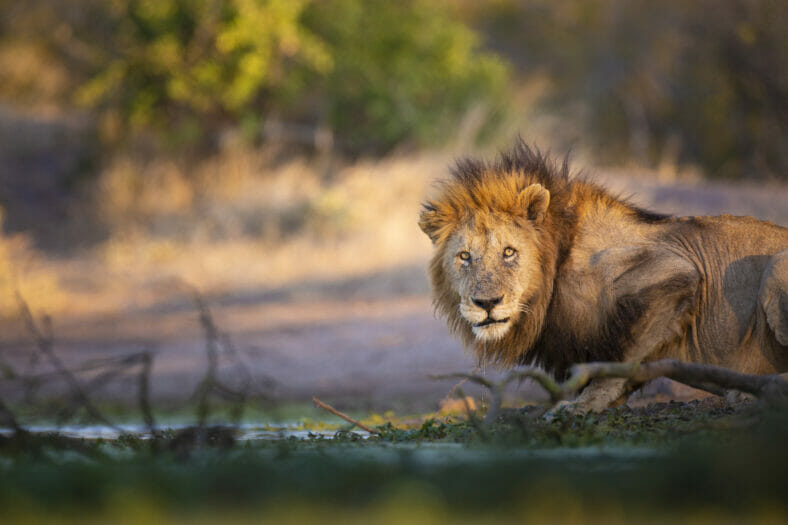 Image Slider No: 2 5 Days Tanzania Lodge Safari: Tarangire, Serengeti, and Ngorongoro
