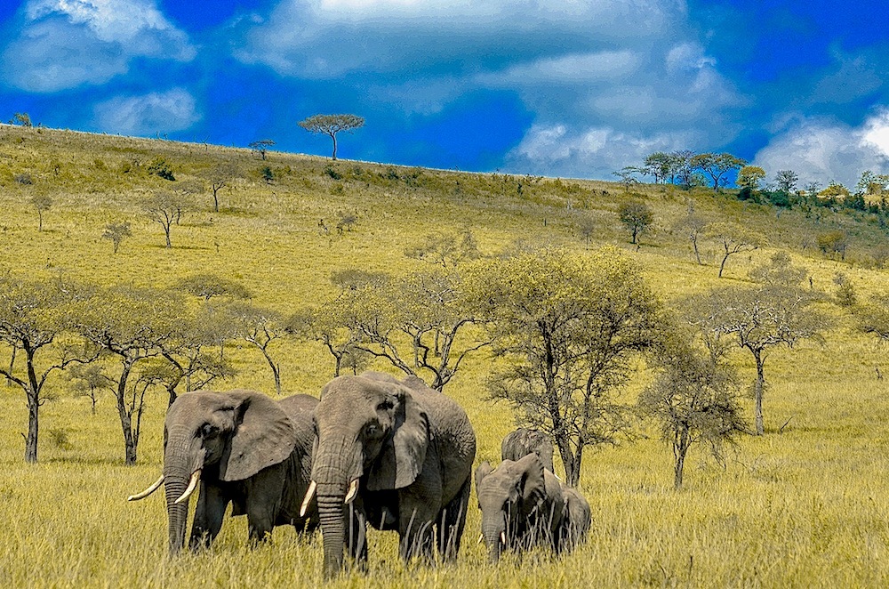 Image Slider No: 5 Embark on a Thrilling Big Five Safari in Tanzania with Lindo Travel & Tours