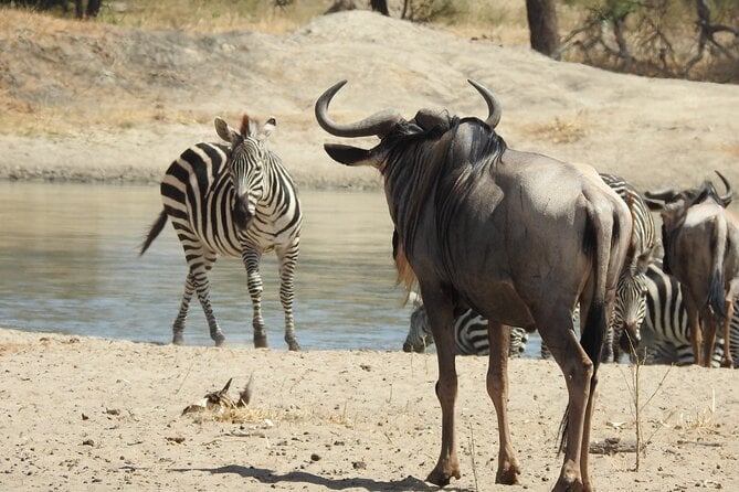 Image Slider No: 2 6-Day Budget Camping Safari in Tanzania – Tarangire, Serengeti & Ngorongoro