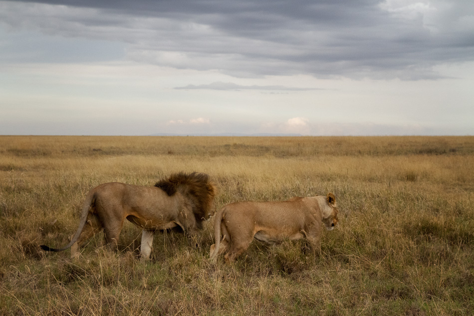 Image Slider No: 3 5 Days Tanzania Lodge Safari: Tarangire, Serengeti, and Ngorongoro