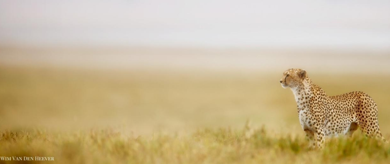 Image Slider No: 1 5 Days Tanzania Lodge Safari: Tarangire, Serengeti, and Ngorongoro