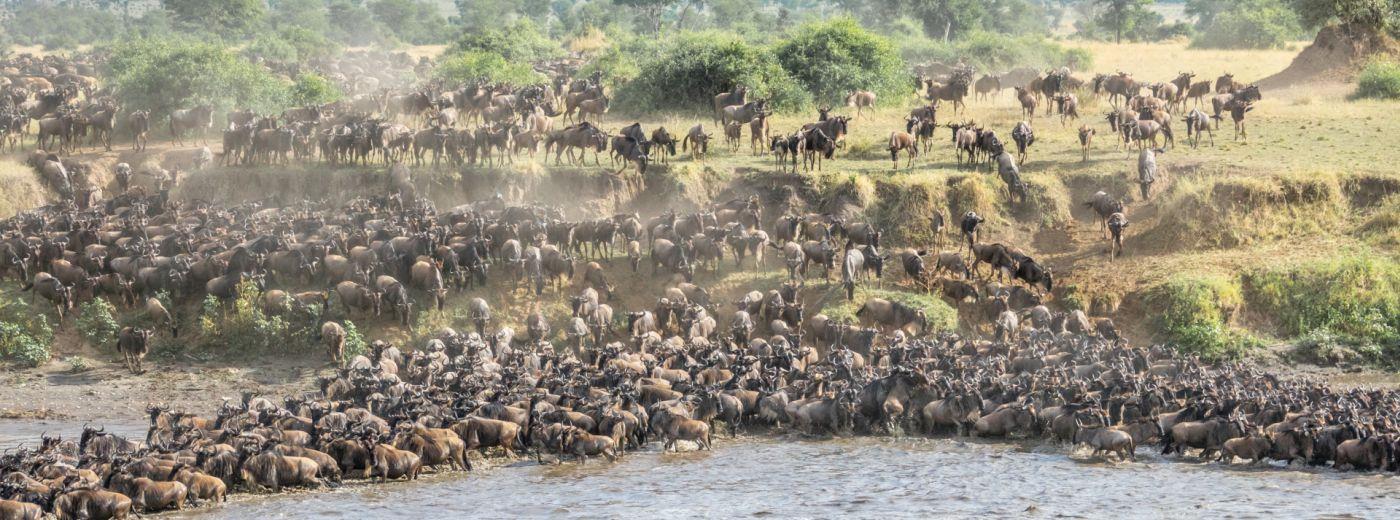 SlideShow Image number: 3 Travel Tips - Best Time to Visit Serengeti for the Great Migration