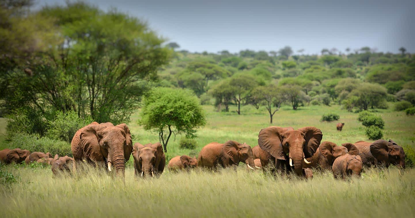 Image Slider No: 6 5 Days Tanzania Lodge Safari: Tarangire, Serengeti, and Ngorongoro