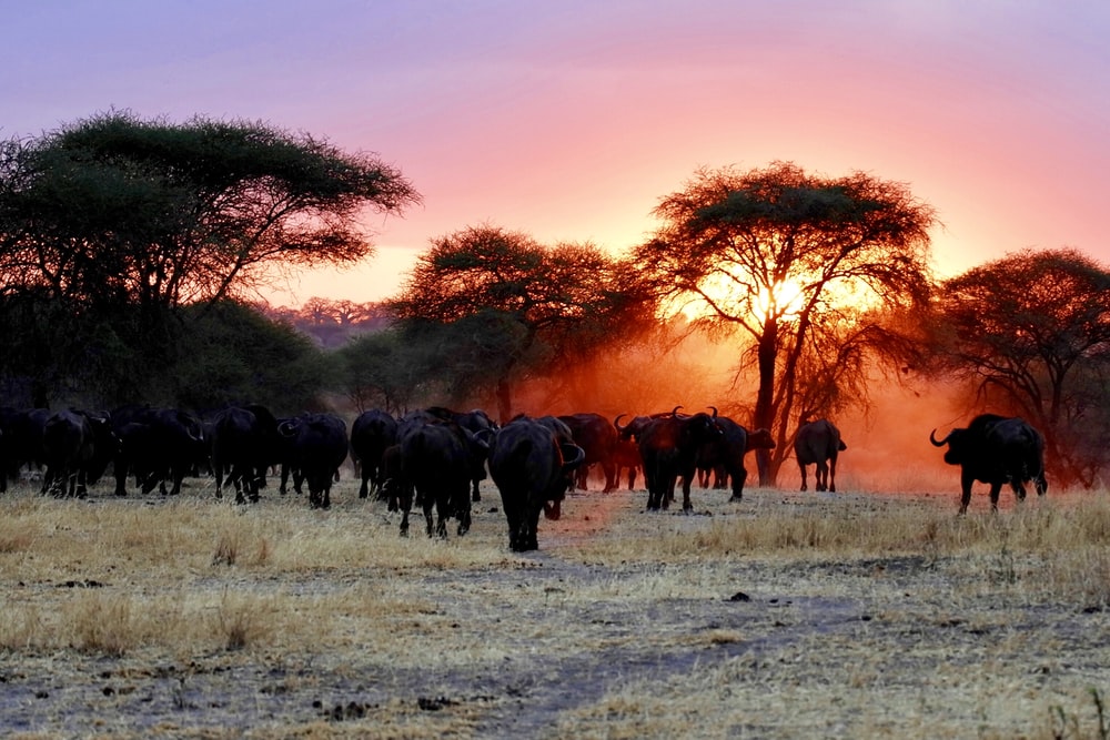 SlideShow Image Number 3 all for Tanzania Safaris images.