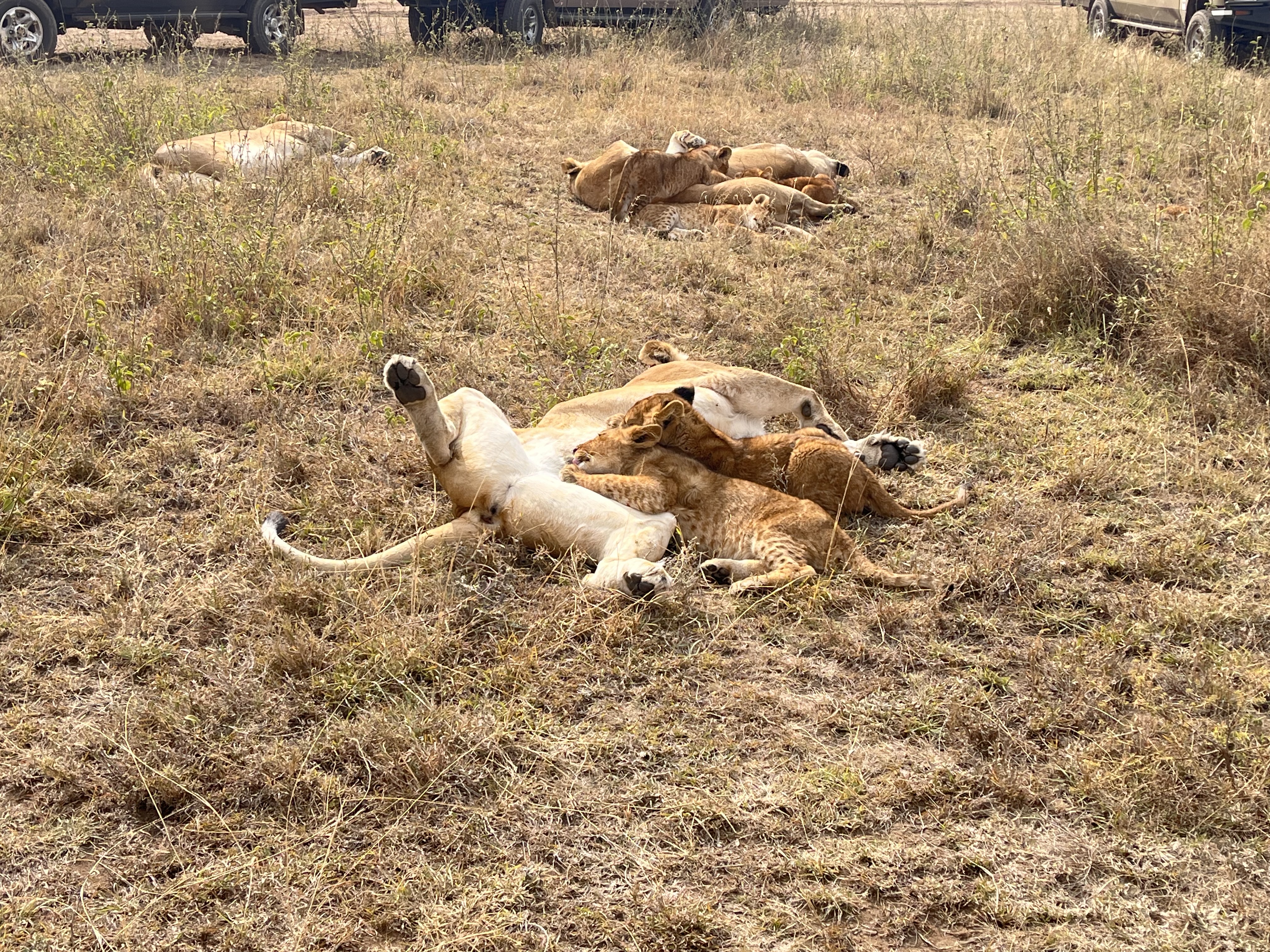SlideShow Image number: 3 Tanzania Safari - What is the Best Experience Not to Miss in a Tanzania Safari?