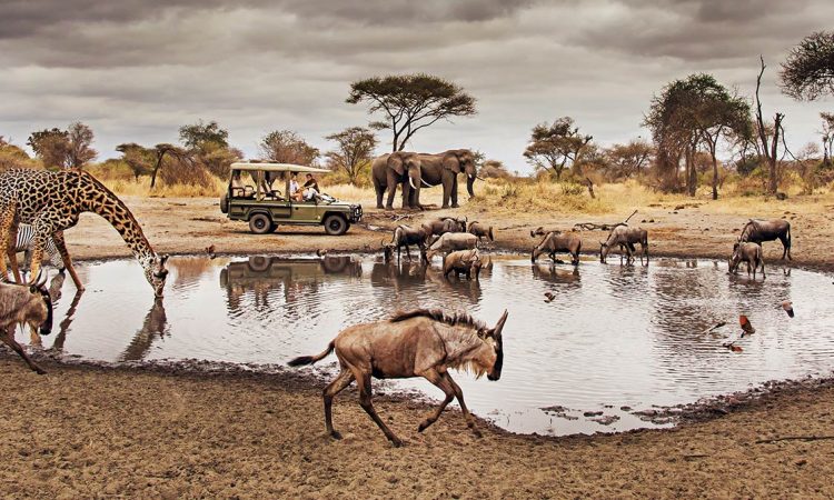 SlideShow Image number: 2 Tanzania Safari - How Many Days Are Suitable for a Safari in Tanzania?
