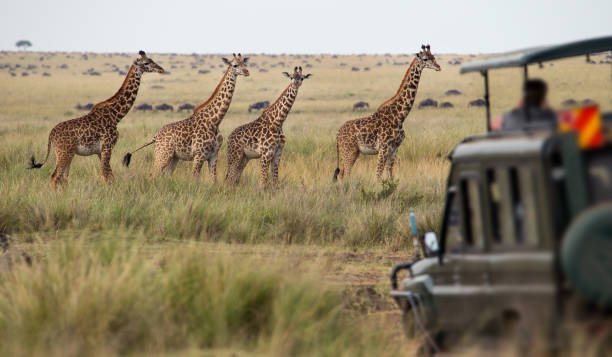 Image Slider No: 5 8 Day Zanzibar & Tanzania Safari (Pongwe, Tarangire, Serengeti, Ngorongoro)