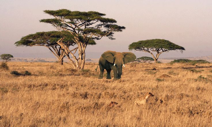 SlideShow Image number: 5 Tanzania Safari - How Many Days Are Suitable for a Safari in Tanzania?