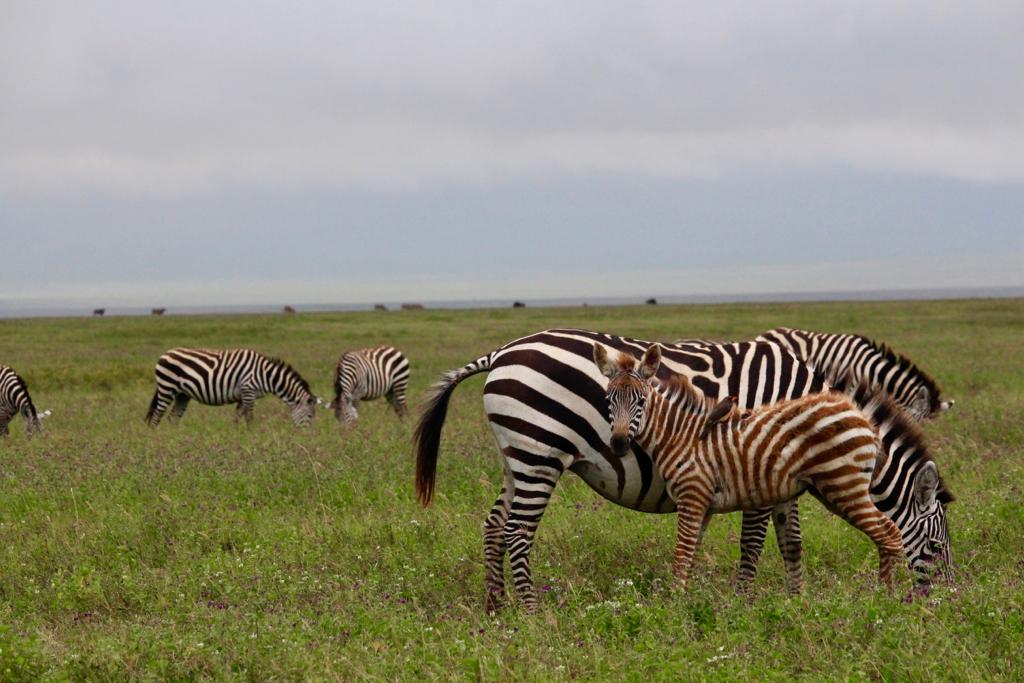 Image Slider No: 5 5 Days Budget Safari Tanzania
