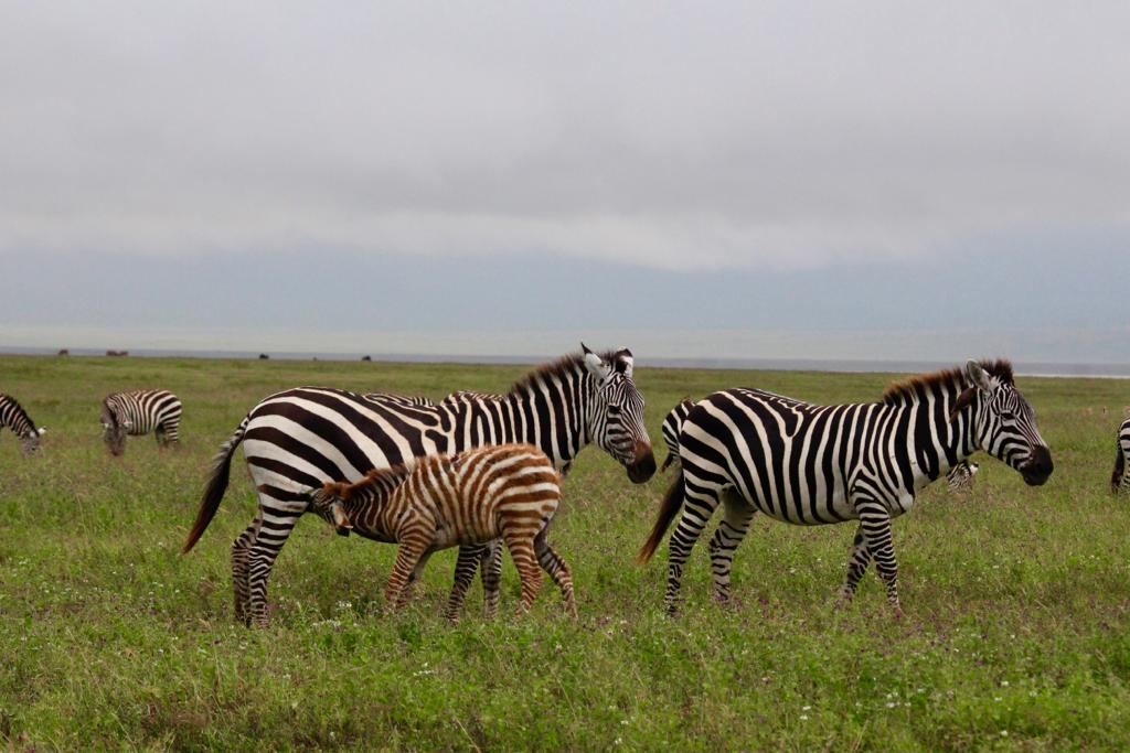 Image Slider No: 4 5 Days Budget Safari Tanzania