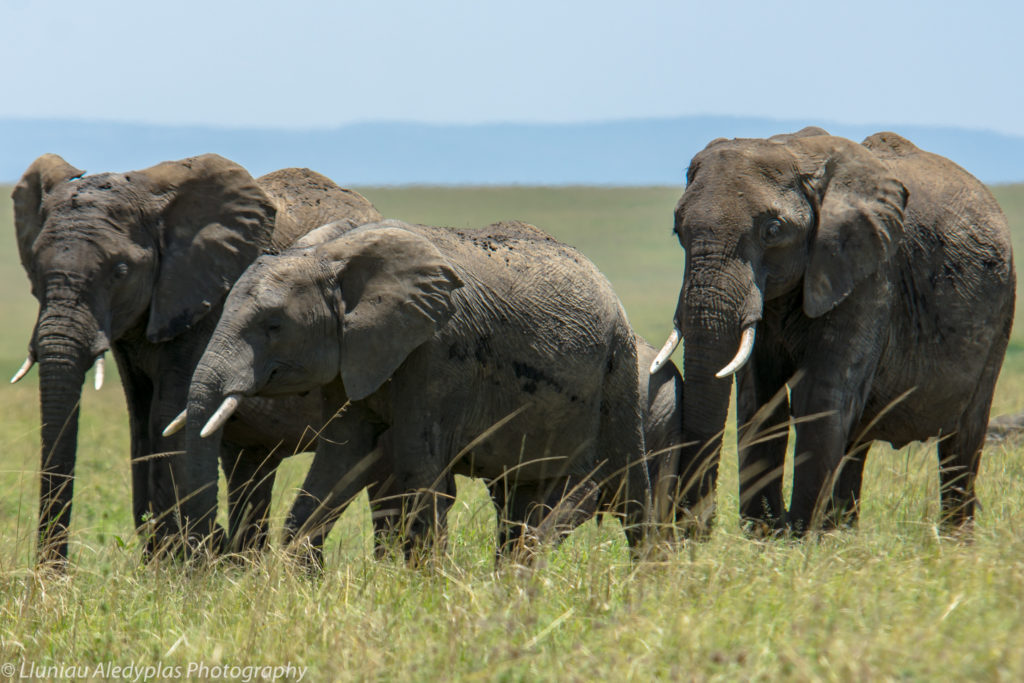 SlideShow Image Number 2 all for Tanzania Safaris images.