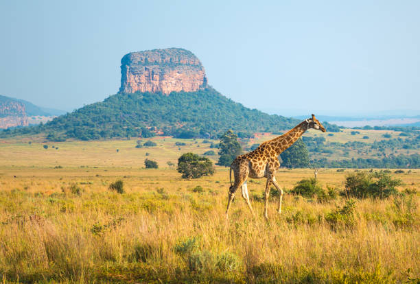 Image Slider No: 6 8 Day Zanzibar & Tanzania Safari (Pongwe, Tarangire, Serengeti, Ngorongoro)