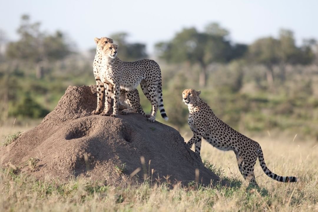 Image Slider No: 6 6-Day Budget Camping Safari in Tanzania – Tarangire, Serengeti & Ngorongoro