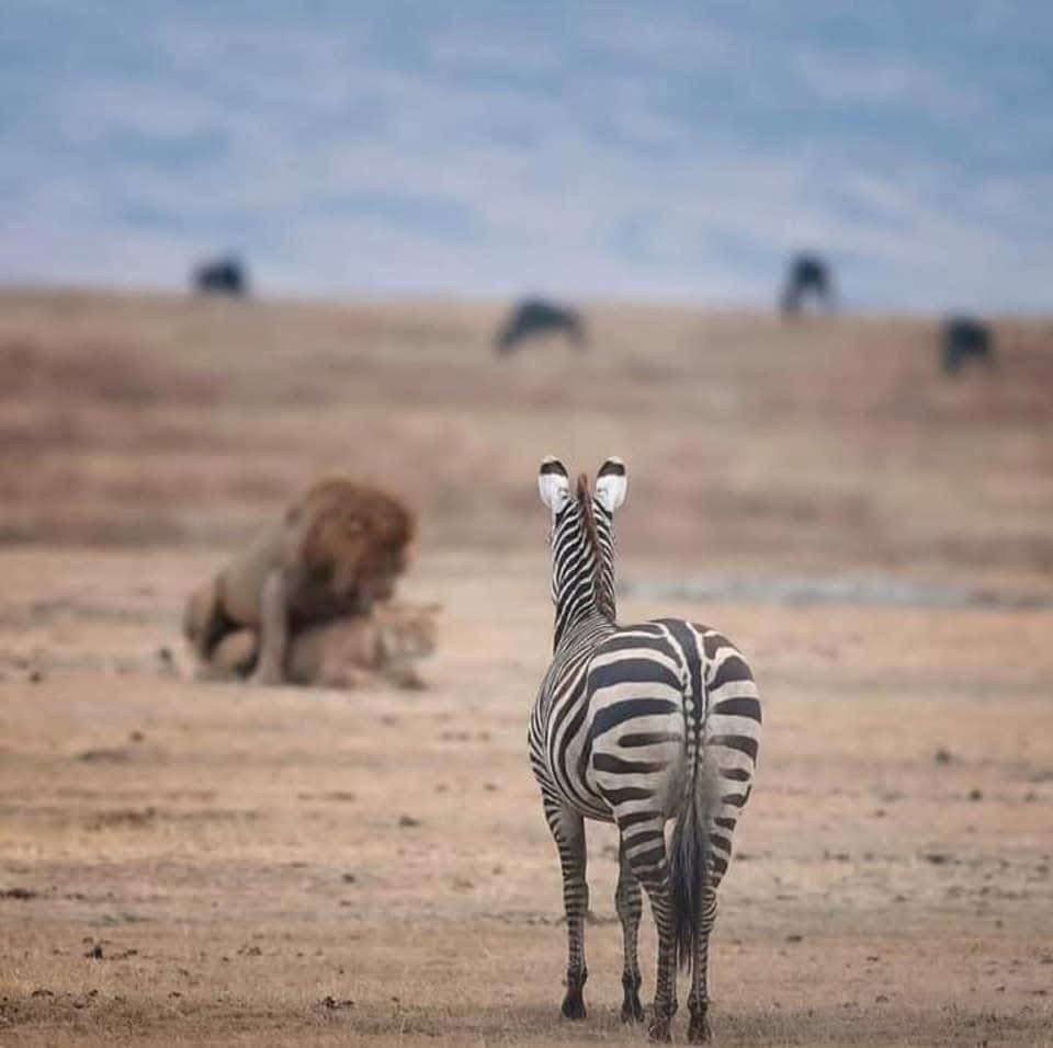 SlideShow Image number: 2 Tanzania Safari - What is the Best Experience Not to Miss in a Tanzania Safari?