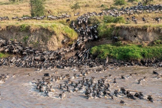 SlideShow Image number: 2 Tanzania Safari - Where to See the Great Migration in September: A Complete Guide to Northern Serengeti