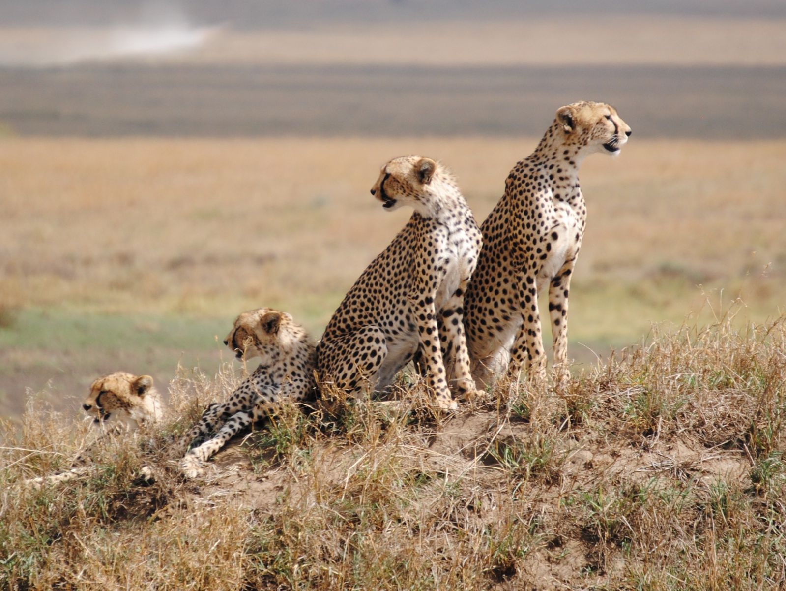 Image Slider No: 3 5 Days Best Serengeti Lodges Safari