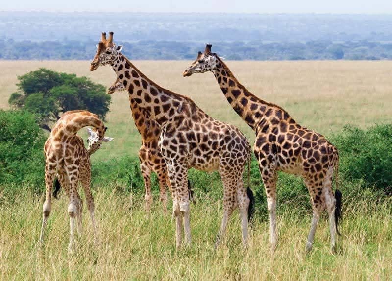 SlideShow Image number: 5 Tanzania Safari - What is the Best Experience Not to Miss in a Tanzania Safari?