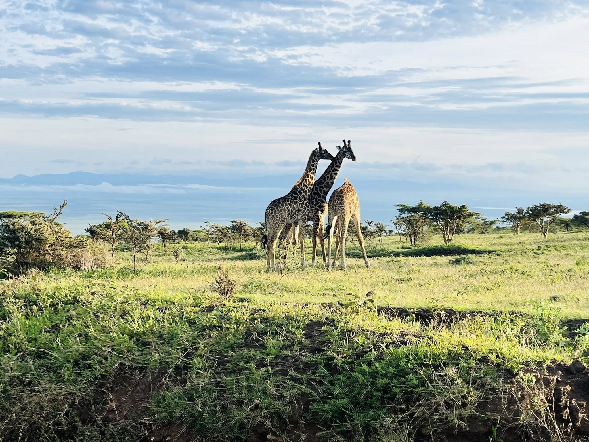 Image Slider No: 2 5 Days Tanzania Lodge Safari: Tarangire, Serengeti, and Ngorongoro