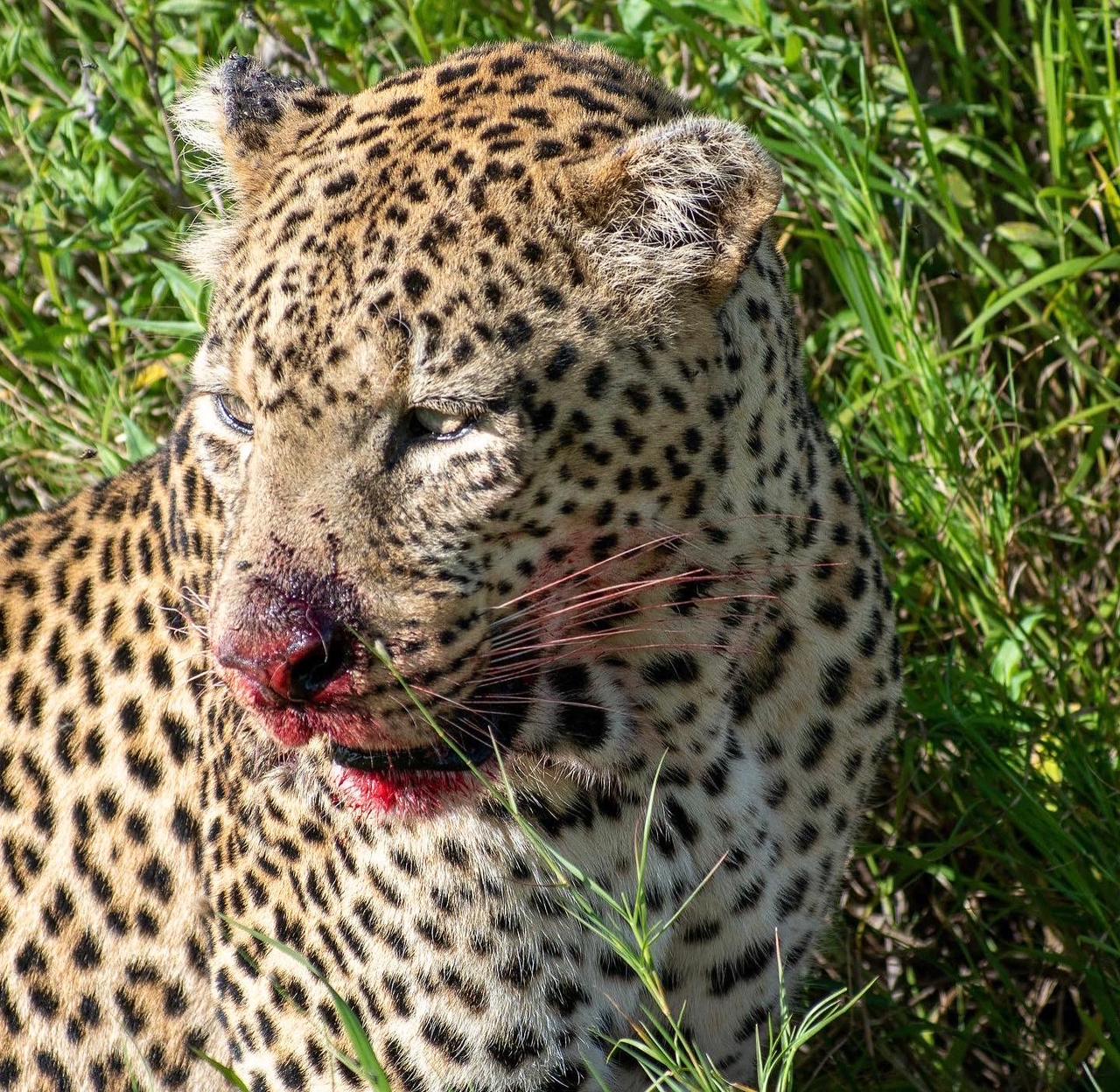 Image Slider No: 3 5-Day Luxury Fly-In Tanzania Safari – Serengeti & Ngorongoro Crater