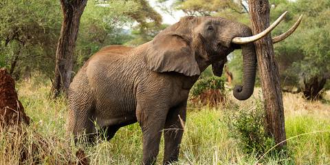 SlideShow Image number: 4 Travel Tips - Why a Guided Safari Still Beats Self-Drive: Stories From the Bush