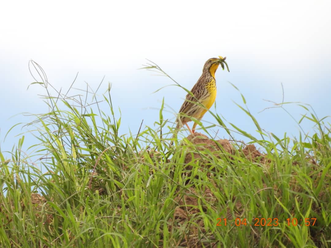 Image Slider No: 8 5-Day Luxury Fly-In Tanzania Safari – Serengeti & Ngorongoro Crater