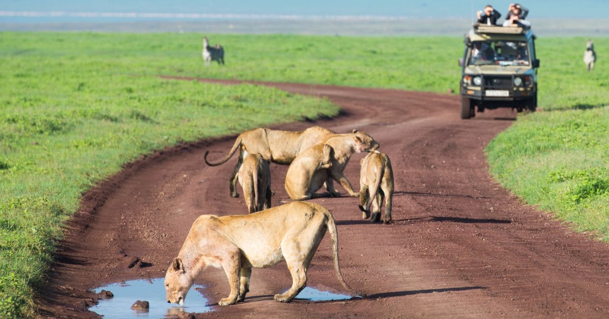 SlideShow Image number: 3 Latest News - Is Tanzania Safe for Tourists in 2026? – A Local Guide’s Honest Answer