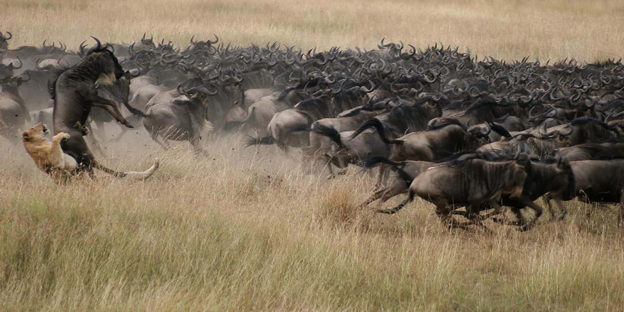 Image Slider No: 1 Serengeti Wildebeest Migration