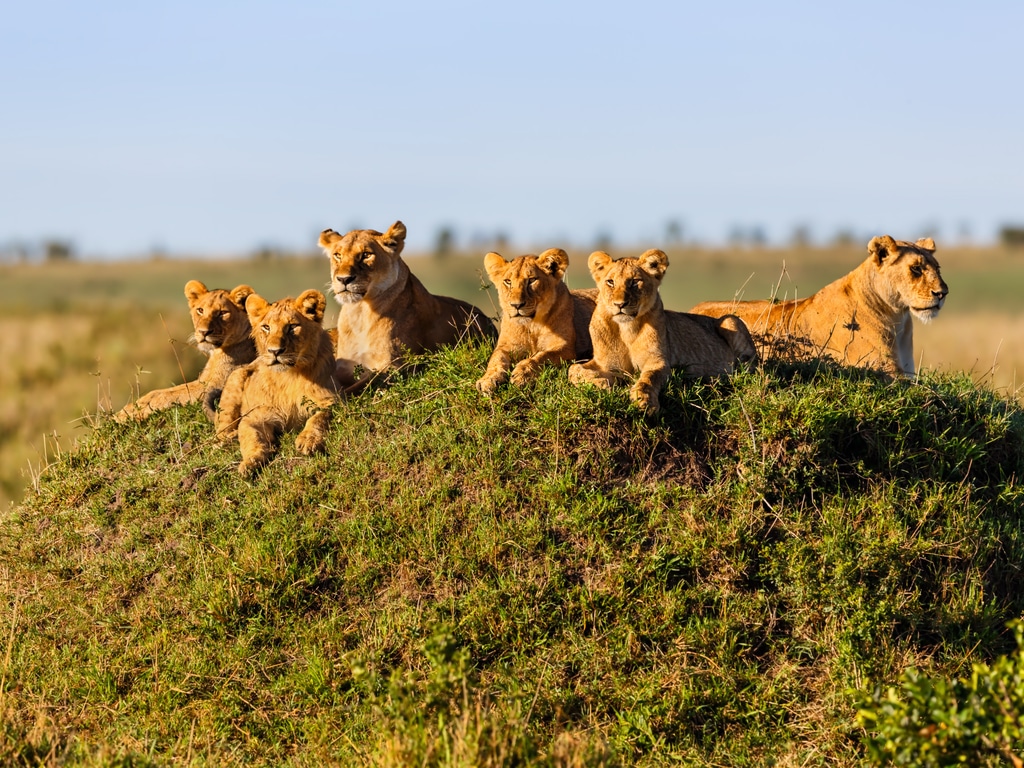 SlideShow Image number: 1 Tanzania Safari - How Many Days Are Suitable for a Safari in Tanzania?