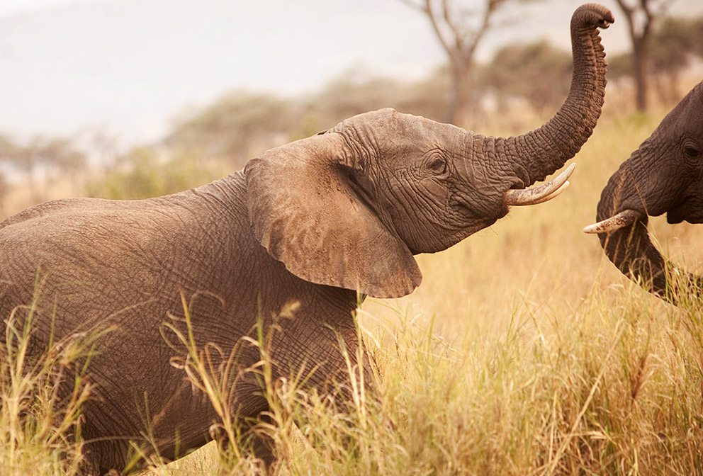 Image Slider No: 5 5 Days Tanzania Lodge Safari: Tarangire, Serengeti, and Ngorongoro