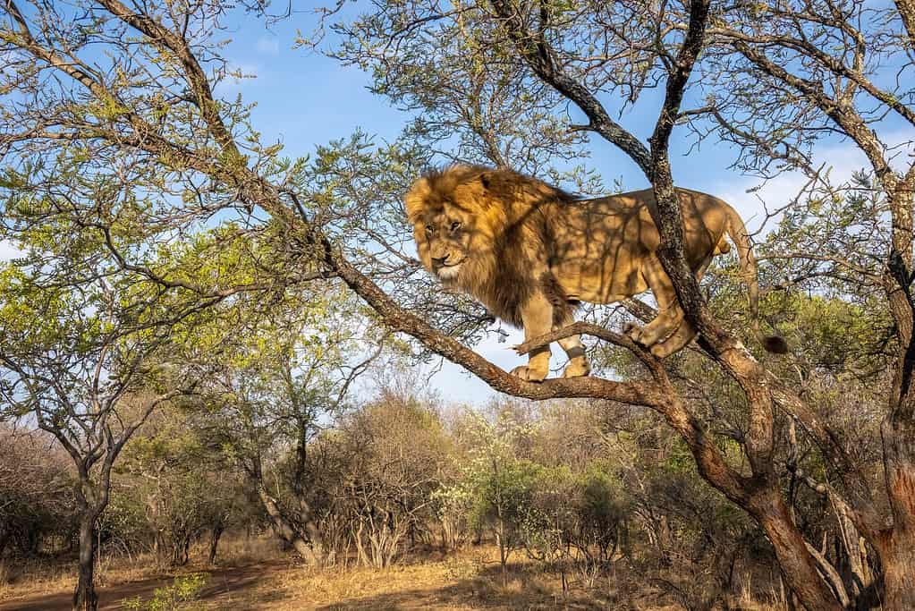 SlideShow Image number: 1 Travel Tips - 10 Mistakes First-Time Tanzania Safari Travelers Make (And How to Avoid Them)
