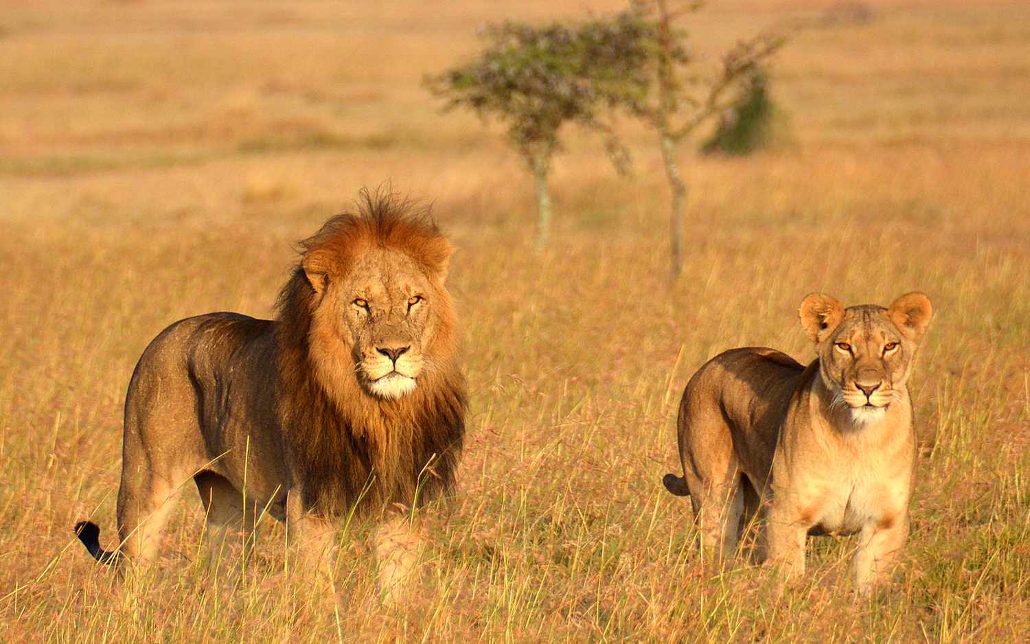 Image Slider No: 4 5 Days Tanzania Lodge Safari: Tarangire, Serengeti, and Ngorongoro