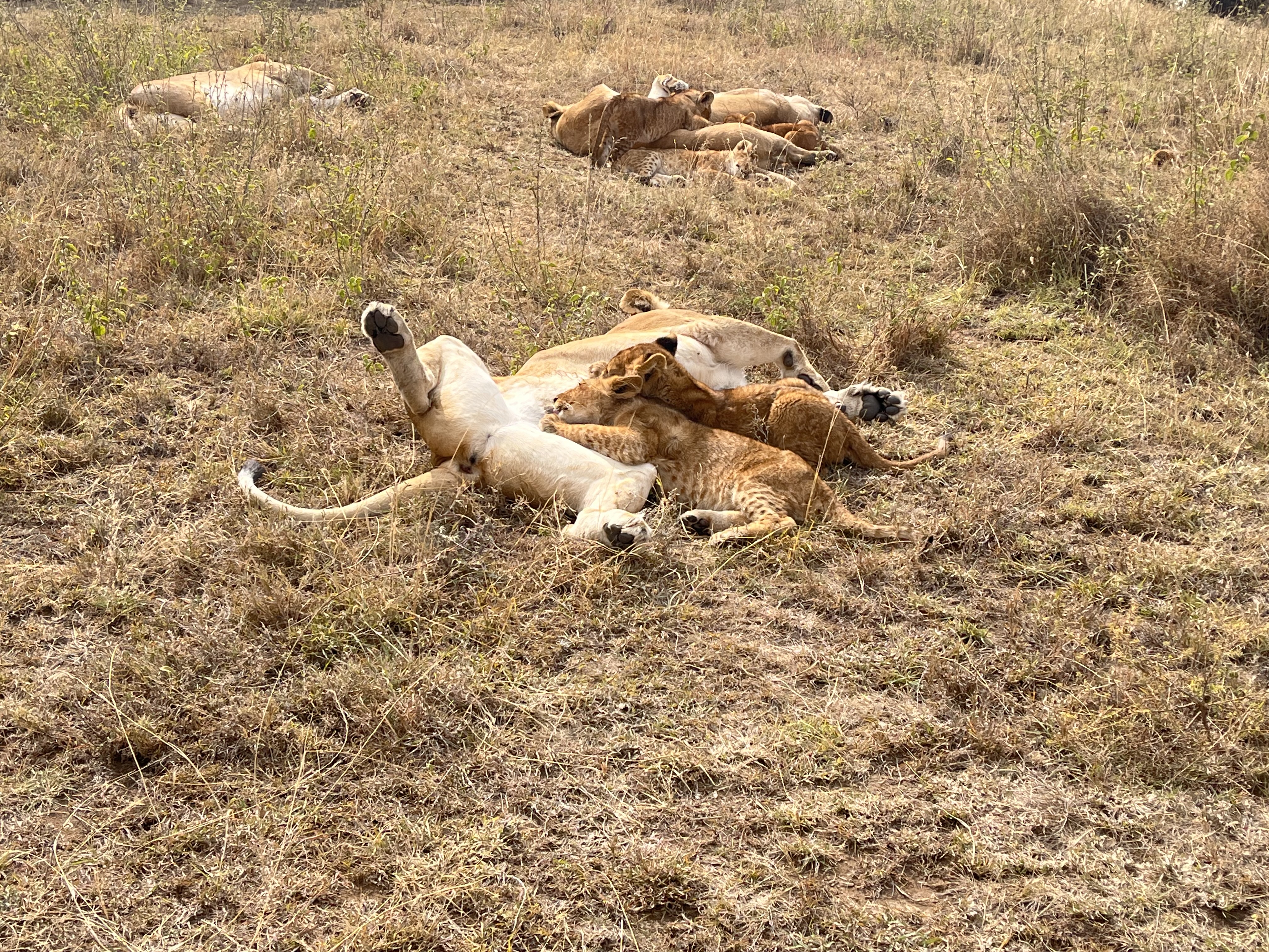 SlideShow Image number: 6 Tanzania Safari - What is a Reasonable Tanzania Safari Itinerary?