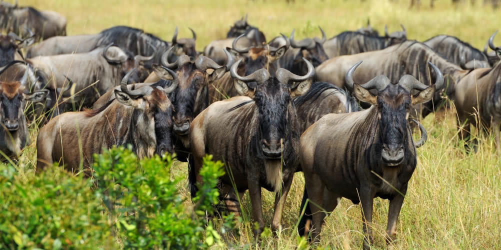 Image Slider No: 2 Serengeti Wildebeest Migration