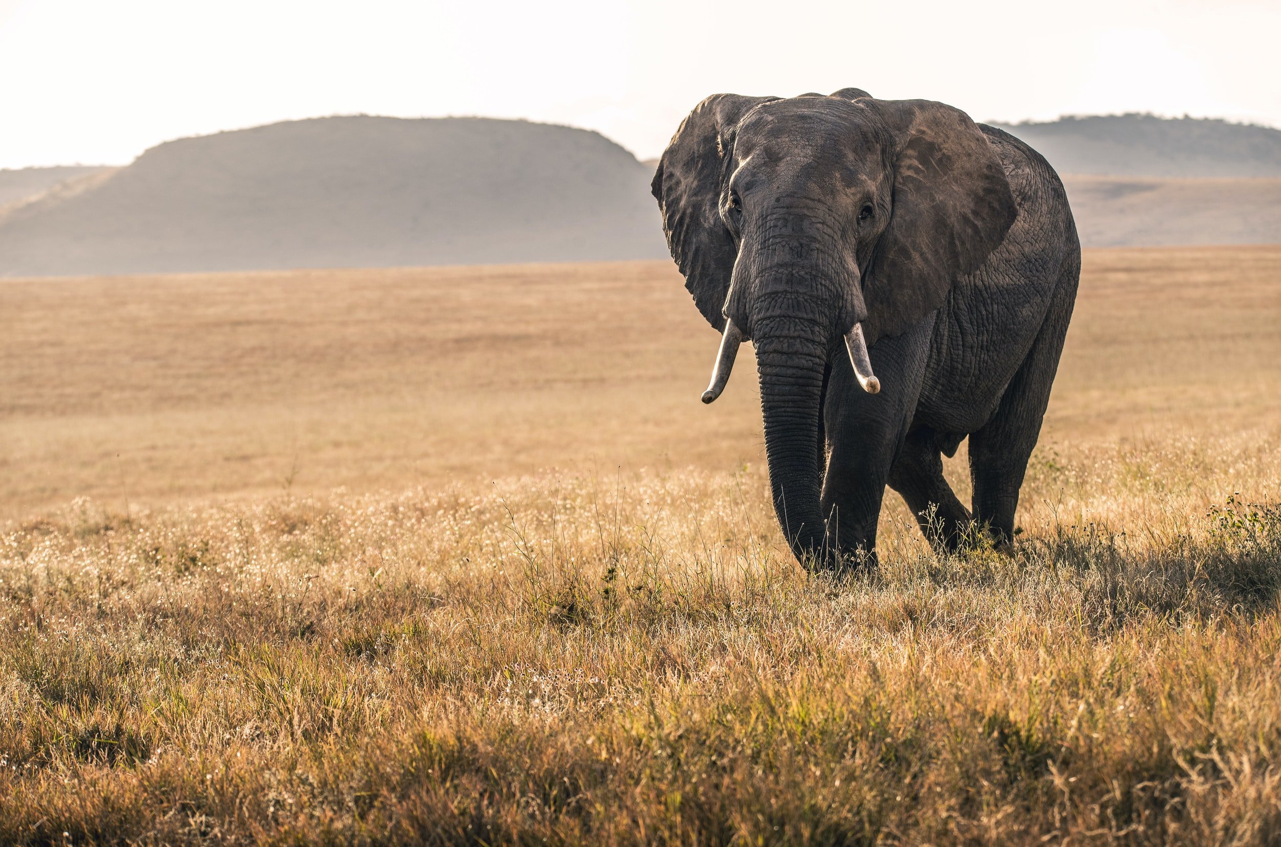 Image Slider No: 6 5 Days Tanzania Lodge Safari: Tarangire, Serengeti, and Ngorongoro