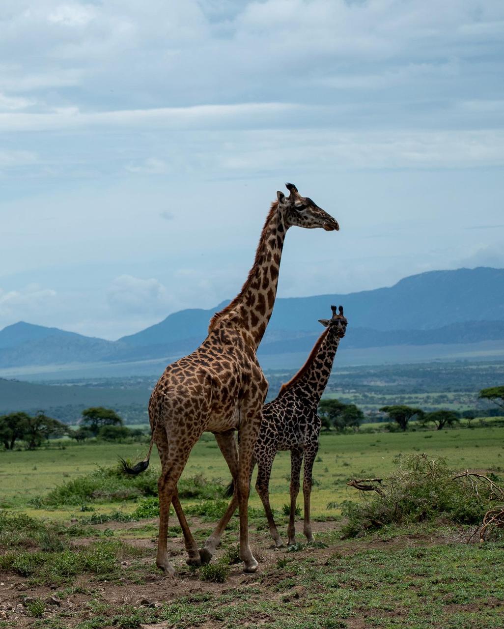 Image Slider No: 4 5-Day Luxury Fly-In Tanzania Safari – Serengeti & Ngorongoro Crater