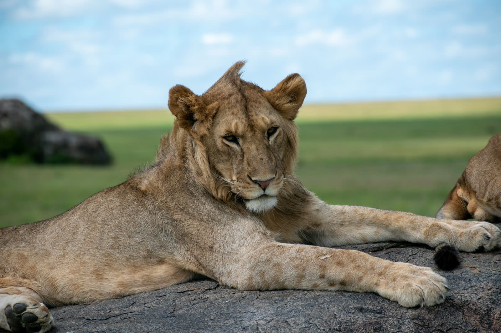 Image Slider No: 5 5-Day Luxury Fly-In Tanzania Safari – Serengeti & Ngorongoro Crater