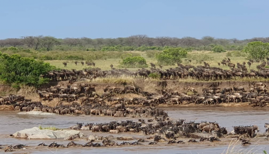 Thumb Nail Image: 2 Experience the Magic of a Shared Safari in Tanzania