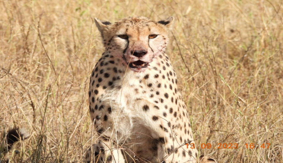 Thumb Nail Image: 1 Experience the Magic of a Shared Safari in Tanzania