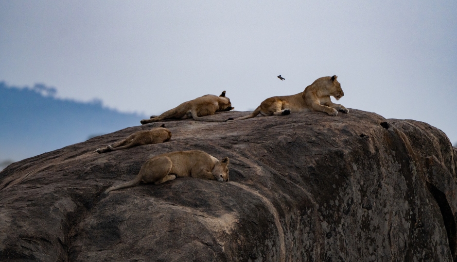 Thumb Nail Image: 3 Tanzania Safari and Kilimanjaro: How to Combine Both in One Trip